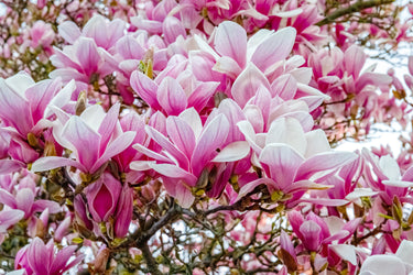 5 SAUCER MAGNOLIA x Soulangeana Denudata & Liliiflora 5 - 10